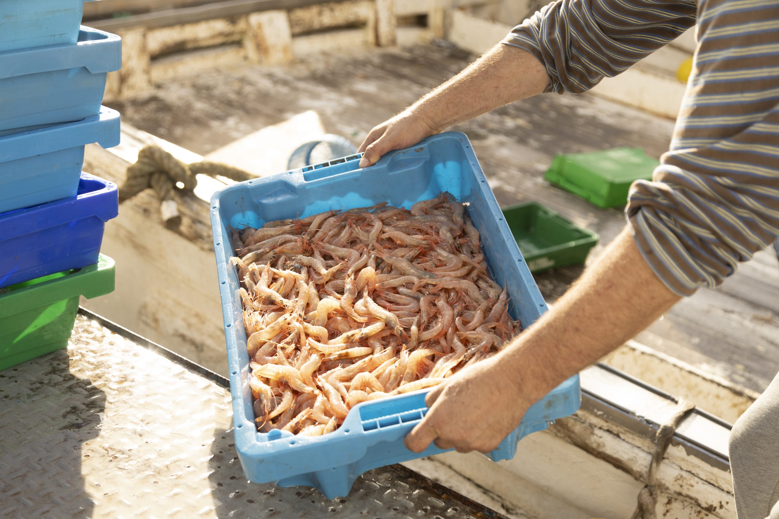Caja de gambas recién descargada en el barco