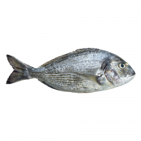 Dorada