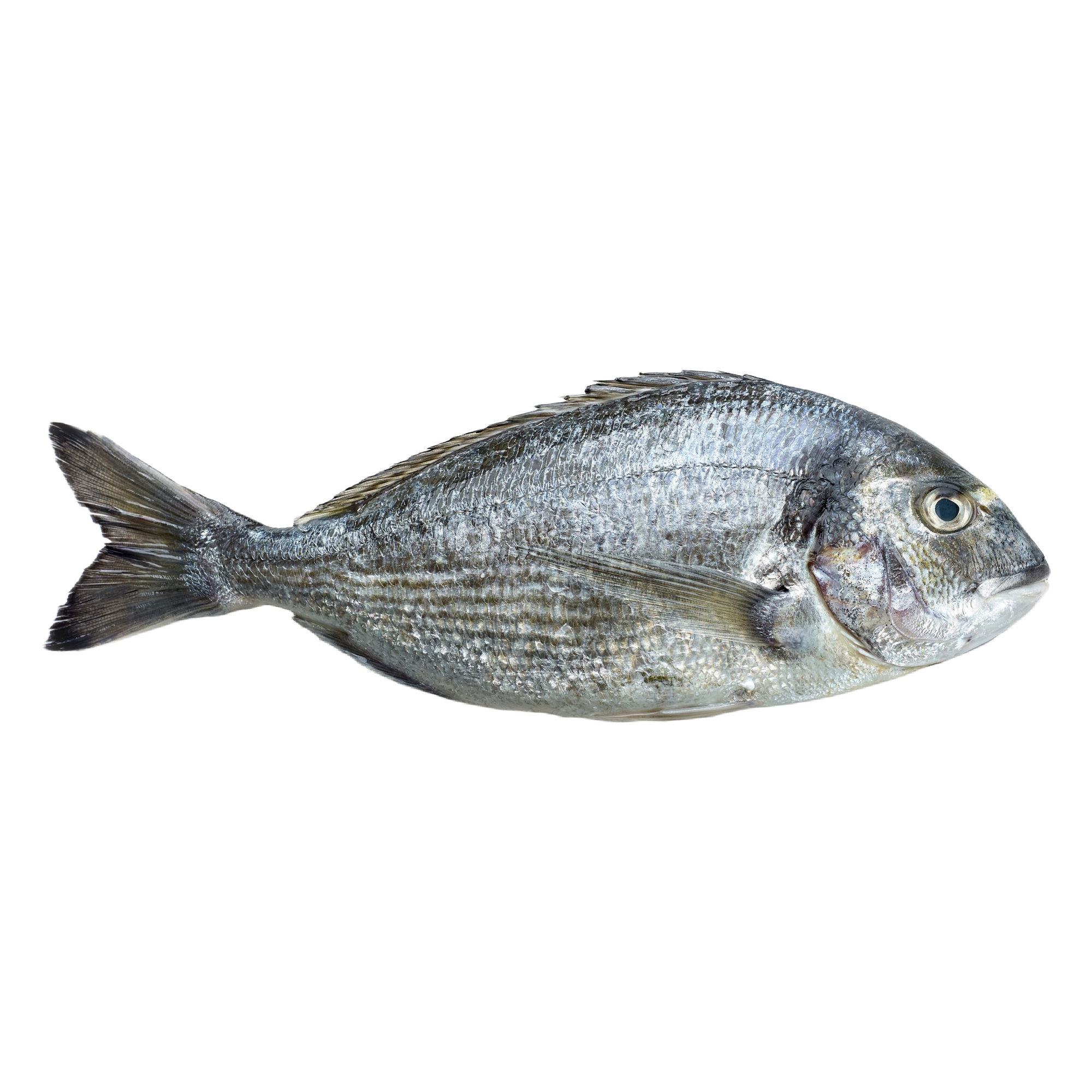 Dorada