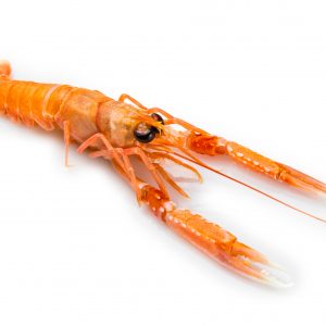 Comprar cigala online