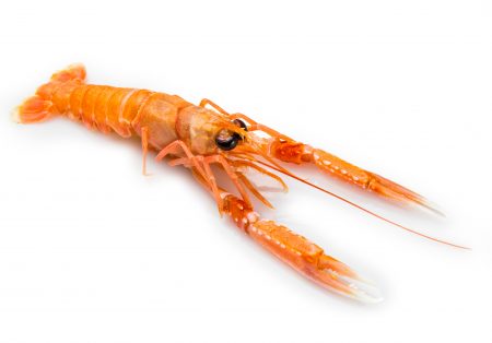 Comprar cigala online