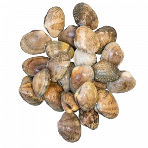 Almeja Japónica Gallega