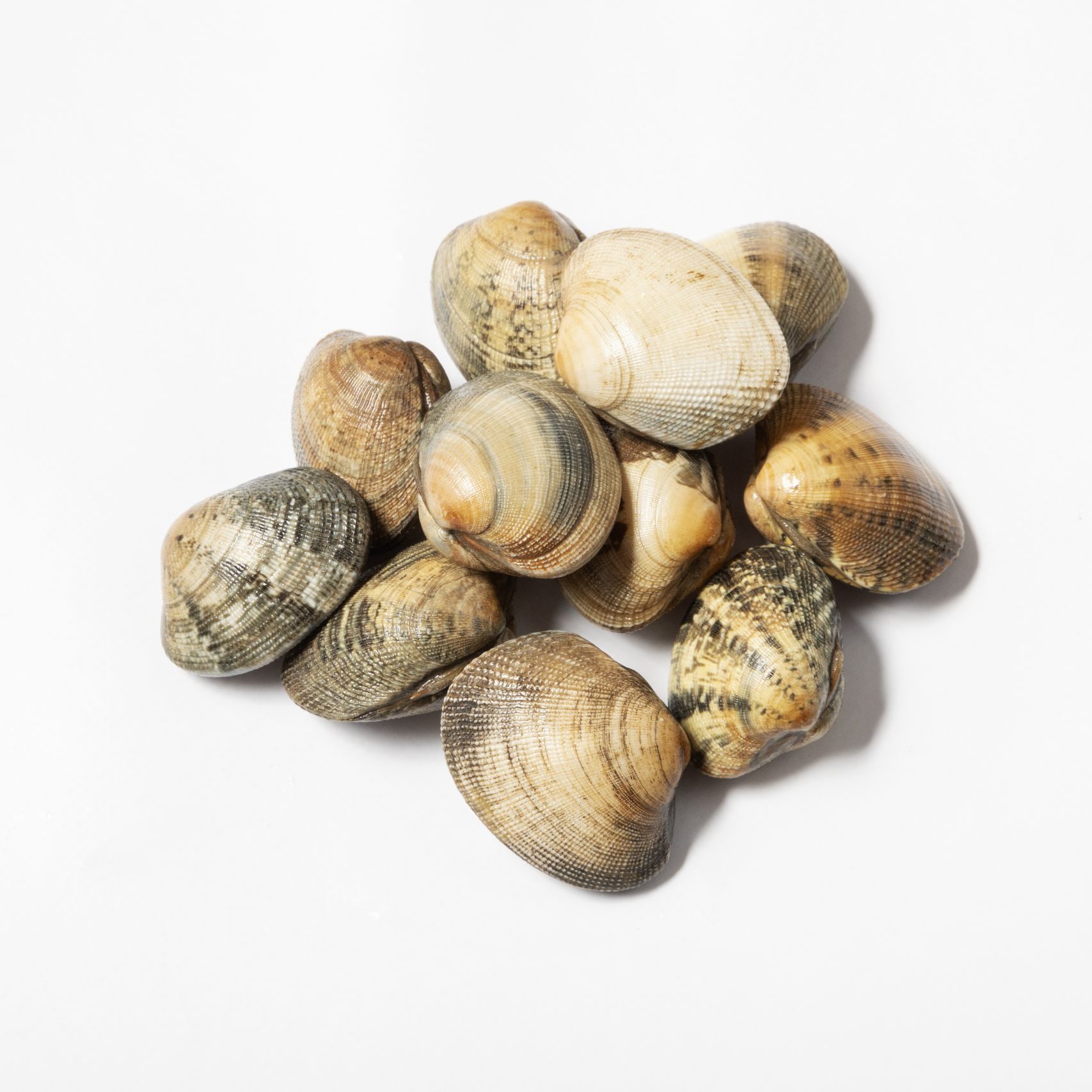 Comprar almeja online