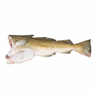 Bacalao