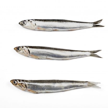 Comprar boquerón online