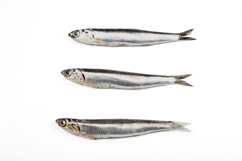 Comprar boquerón online