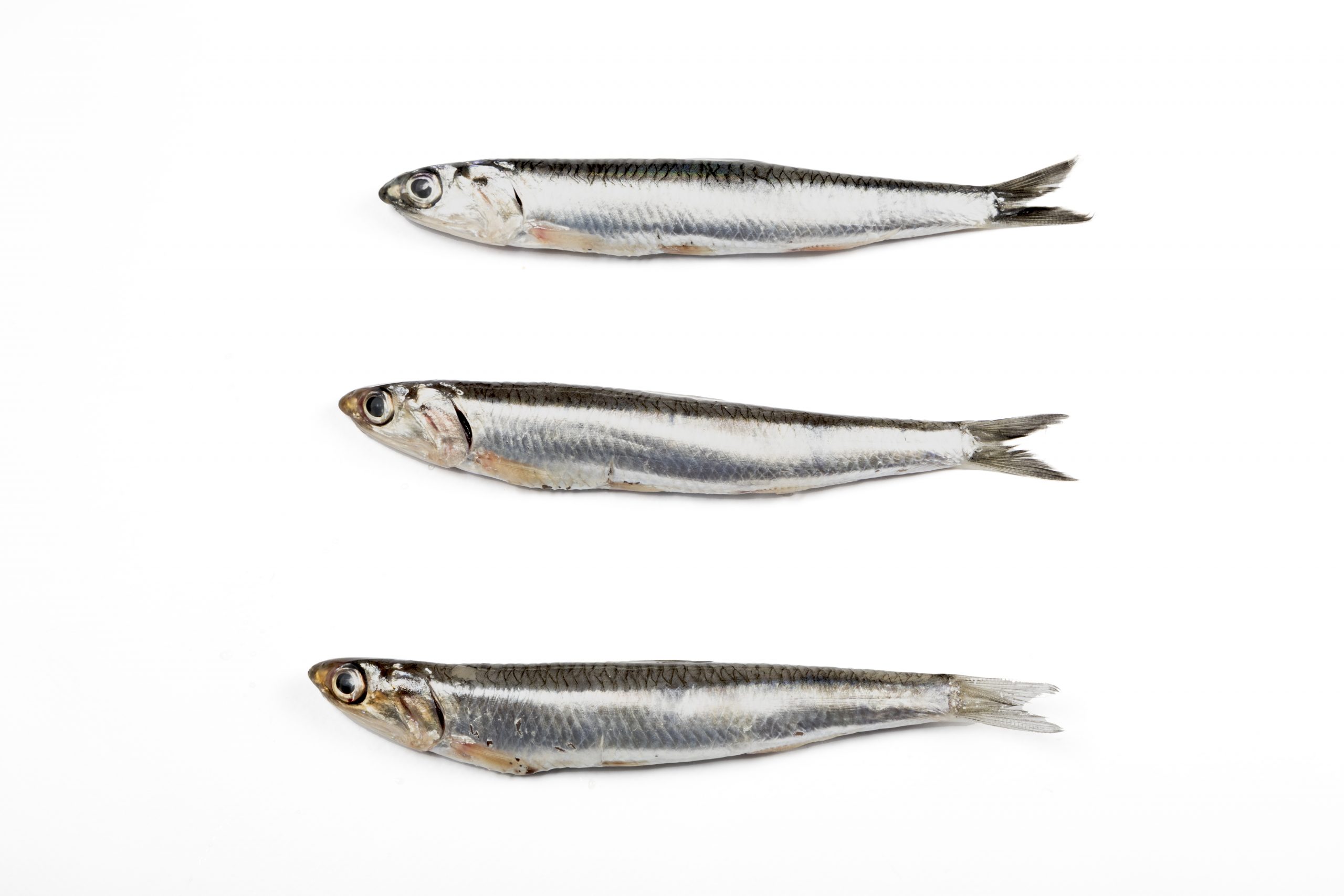 Comprar boquerón online