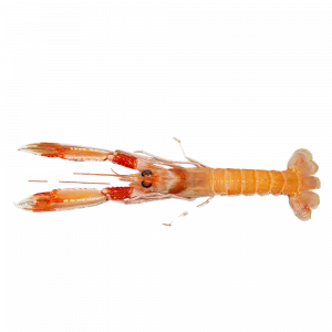 Cigala