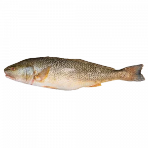 Corvina Nacional