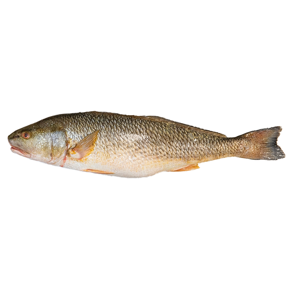 Corvina Nacional