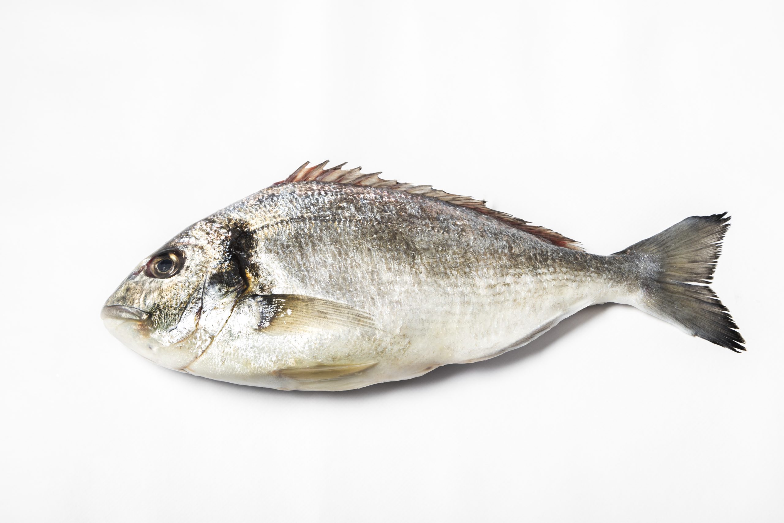 Comprar Dorada Online