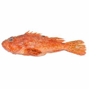 Gallineta