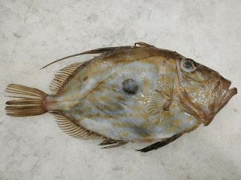 Gallo de San Pedro de Altea