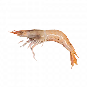 Gamba blanca
