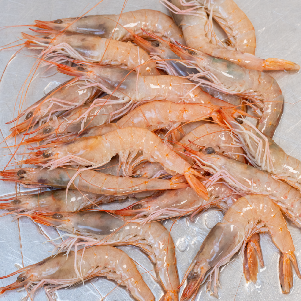 Gamba blanca - Imagen 2
