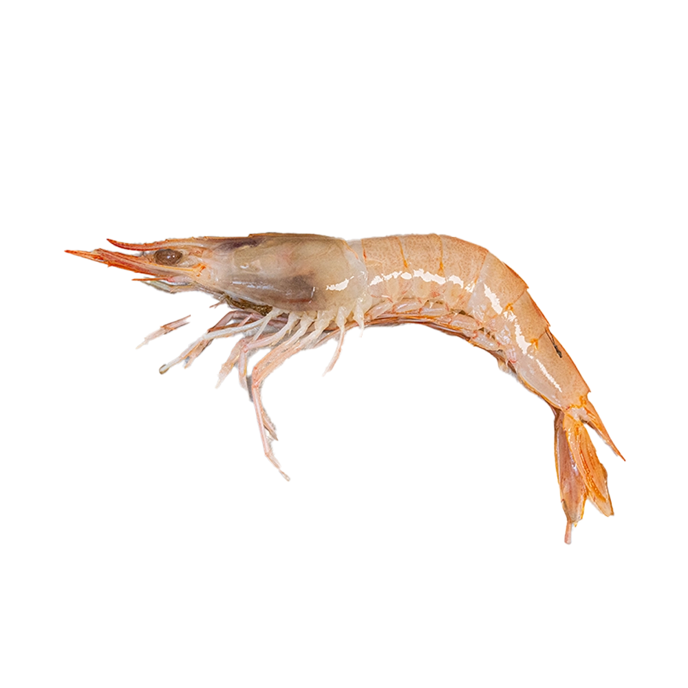 Gamba blanca
