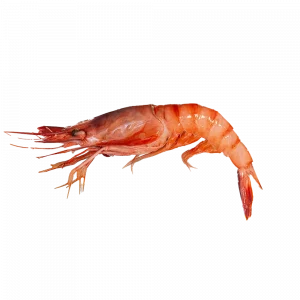Gamba roja