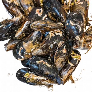 Mejillón gallego