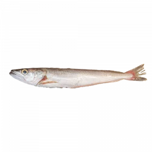 Pescadilla