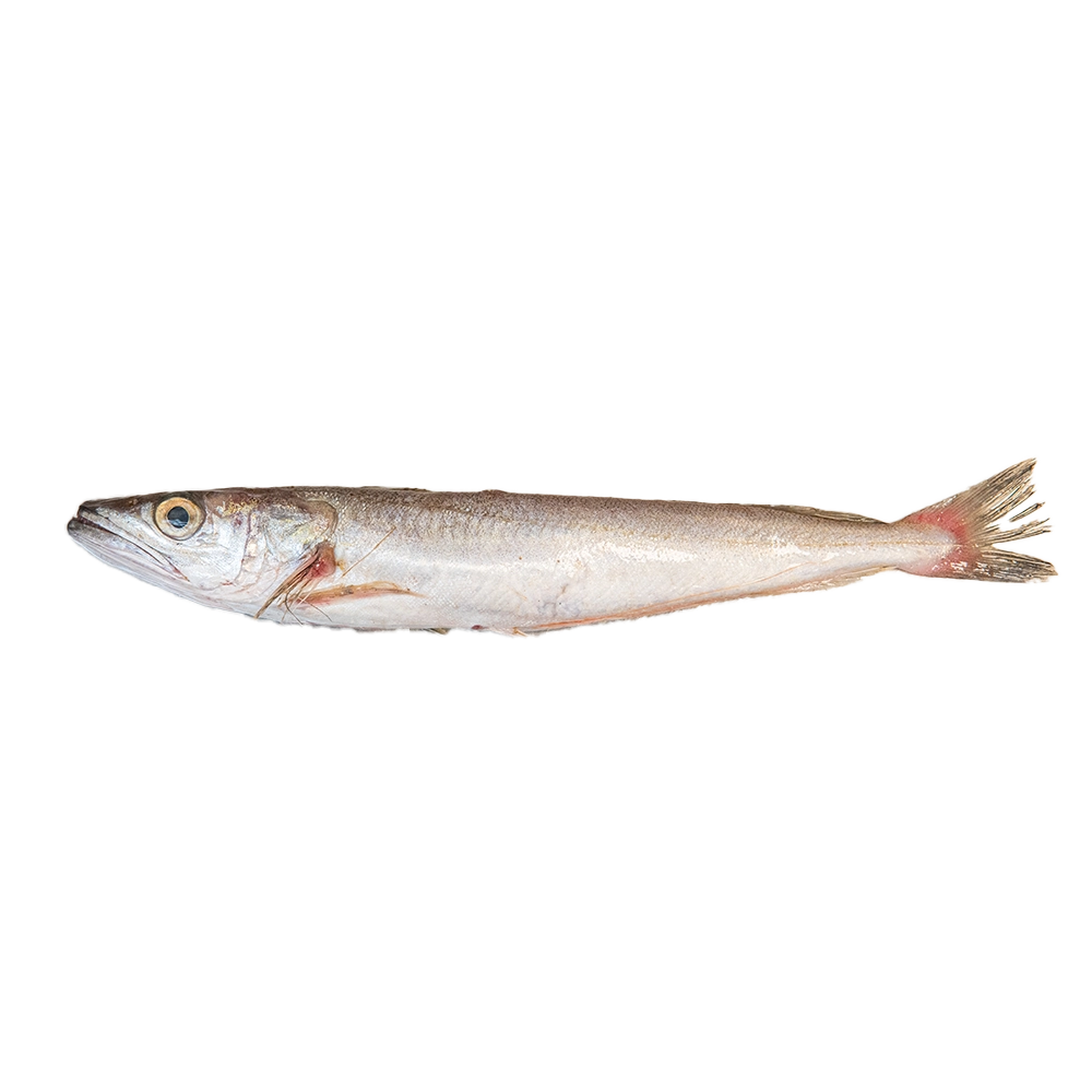 Pescadilla