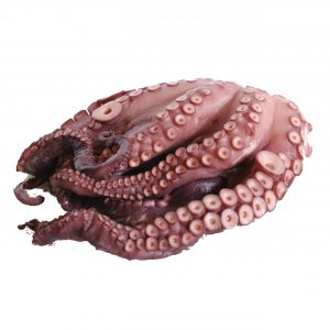 Pulpo