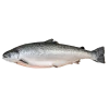 Salmón fresco entero del Mediterráneo, pescadería online aMar