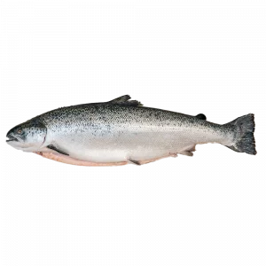 Salmón fresco entero del Mediterráneo, pescadería online aMar