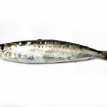 Comprar sardina online