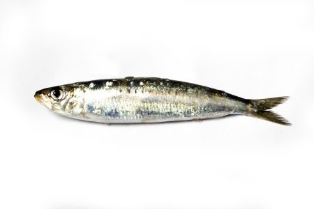 Comprar sardina online