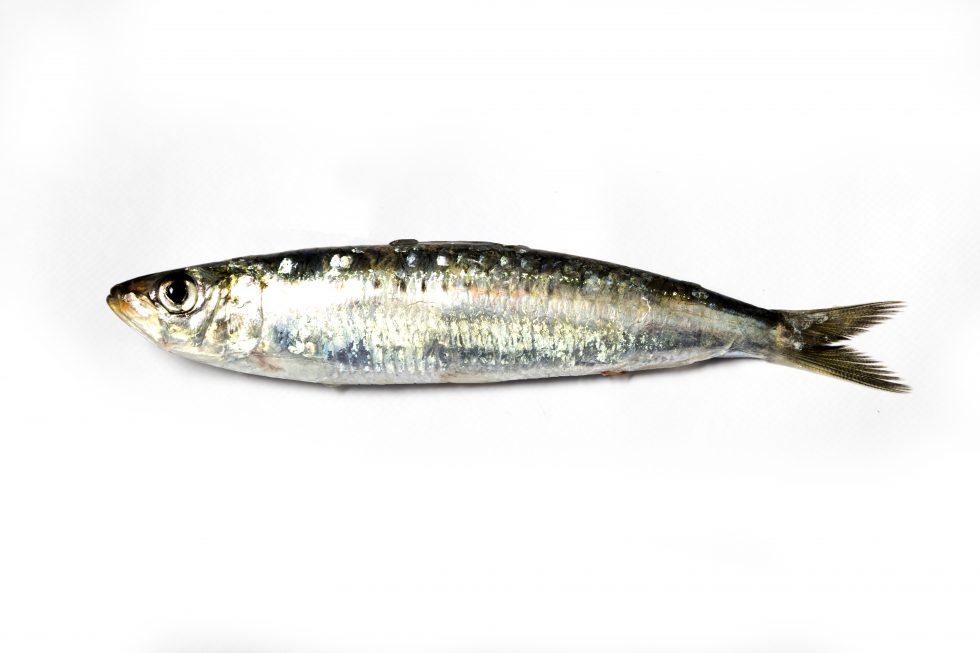 Comprar sardina online
