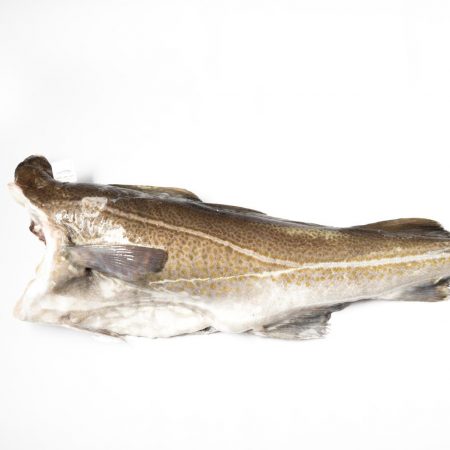 Bacalao