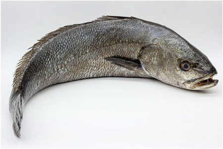 Corvina Nacional