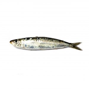 Sardina