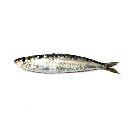 Sardina