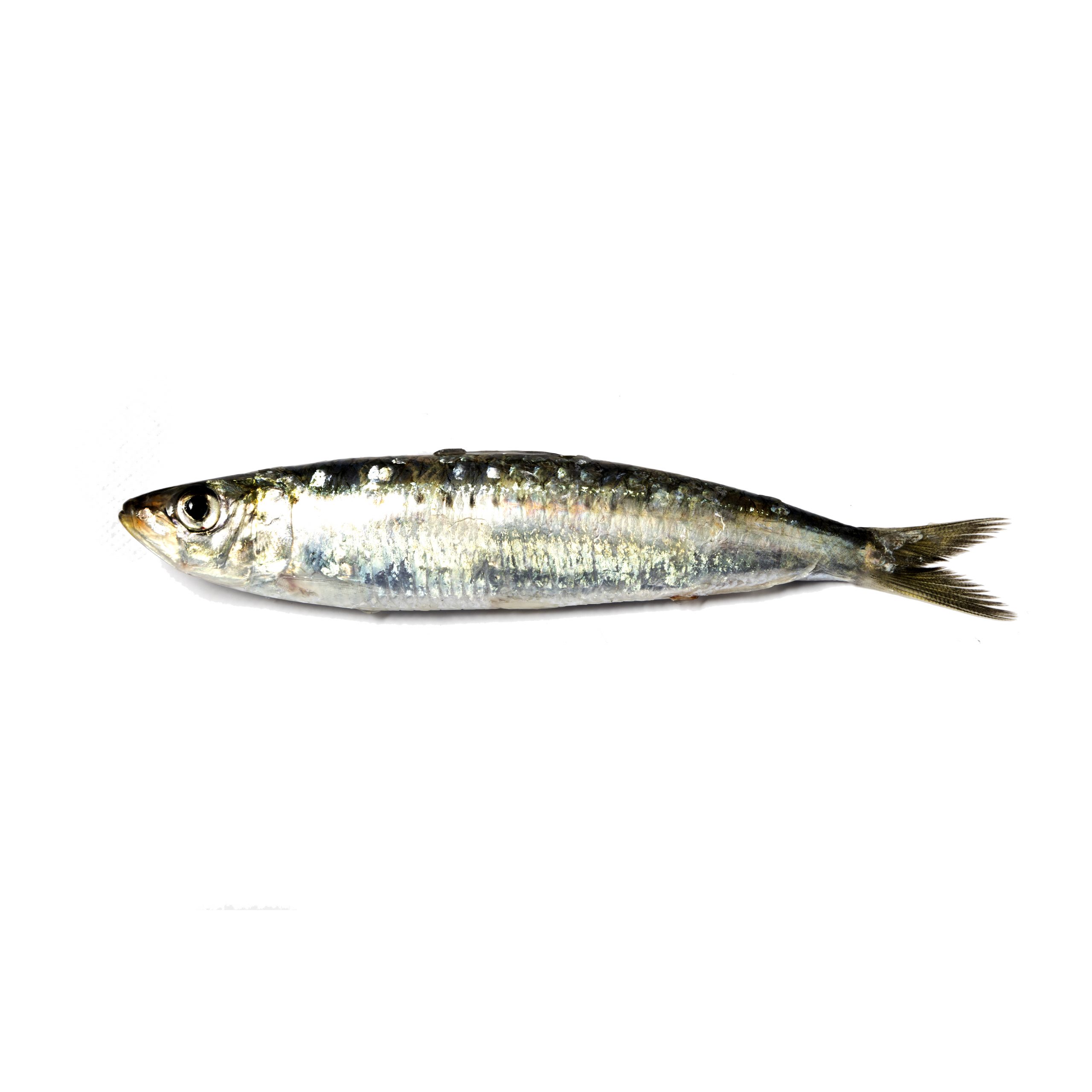 Sardina