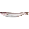 Imagen lateral de una bacaladilla sobre fondo en PNG
