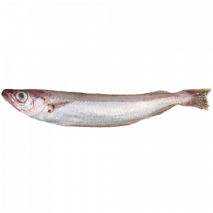 Imagen lateral de una bacaladilla sobre fondo en PNG