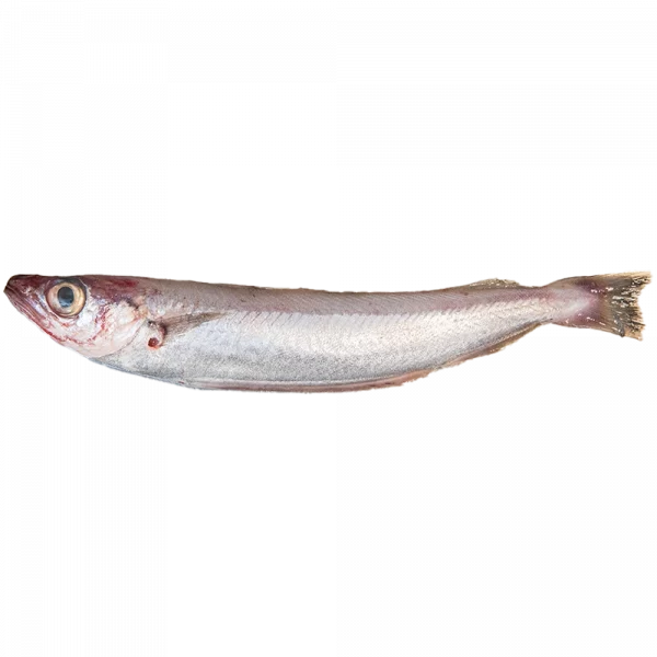 Imagen lateral de una bacaladilla sobre fondo en PNG