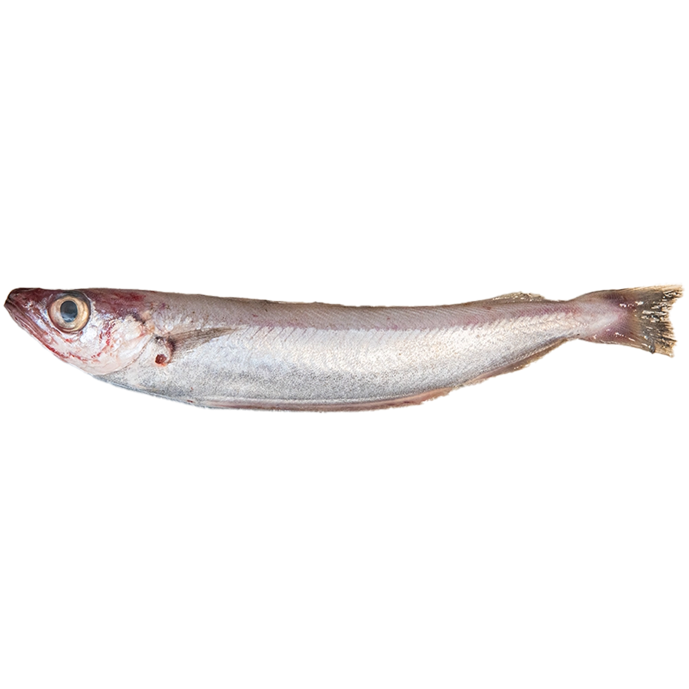 Imagen lateral de una bacaladilla sobre fondo en PNG
