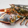 Bogavante Canadá vivo y visto en detalle