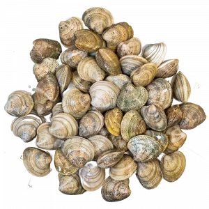 Conjunto de chirlas de la variedad nacional