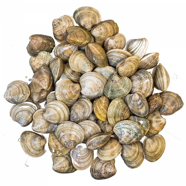 Conjunto de chirlas de la variedad nacional
