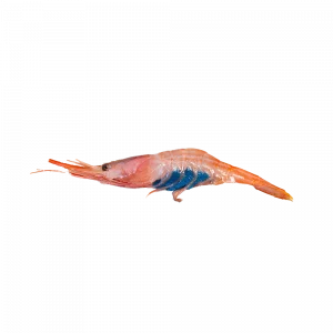 Quisquilla