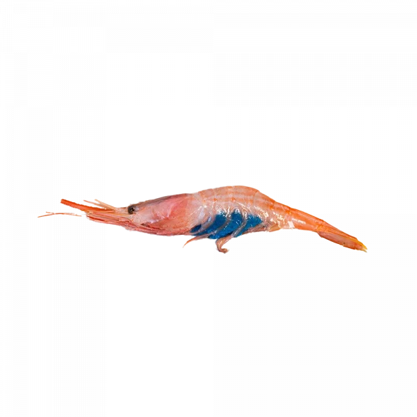 Quisquilla fresca del Mediterráneo