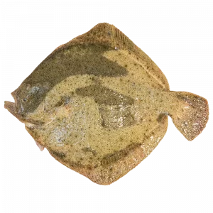Rodaballo