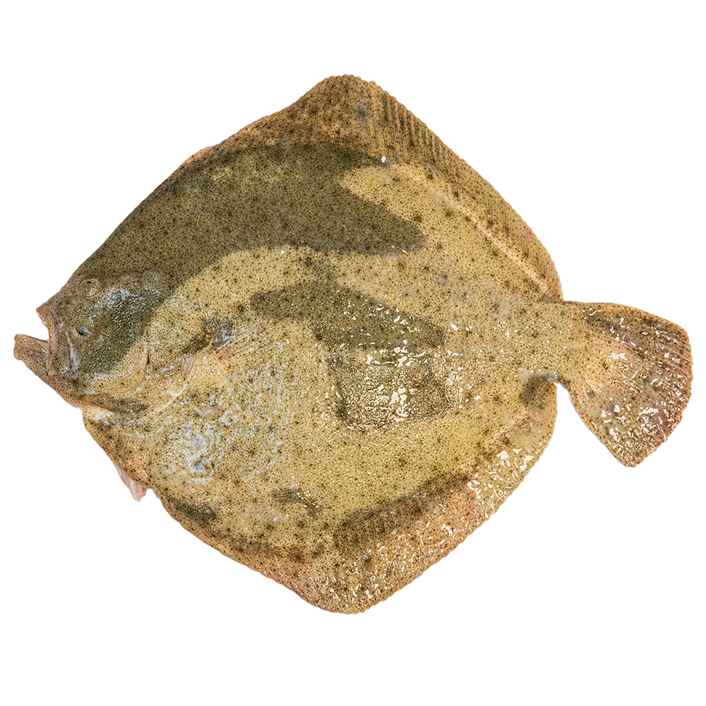 Rodaballo