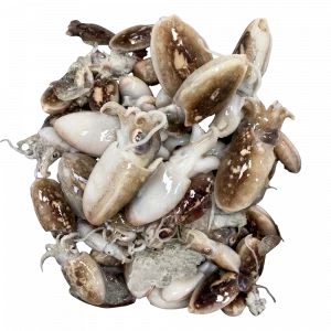 Sepionet Bahía